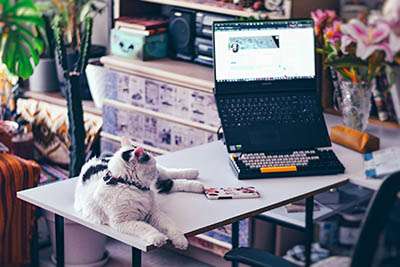Animaux de compagnie au travail : opportunité QVCT ou nouveau risque professionnel ?